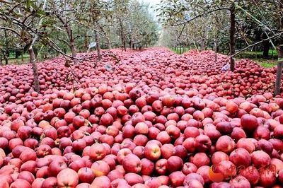 蘭州供銷系統首個農產品展示中心正式運營，推動‘甘味’市場新發展